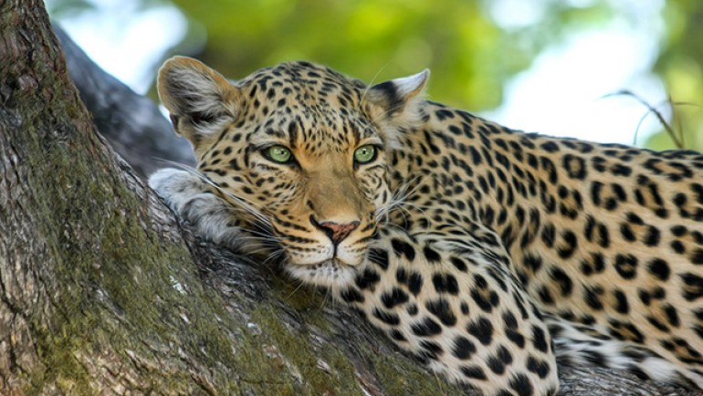 Wild Sri Lanka - Land of Lakes